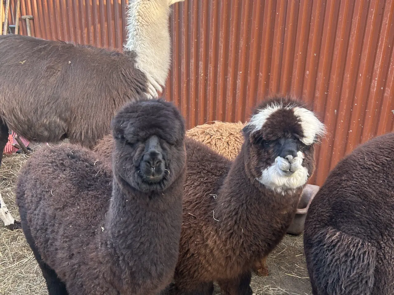 Billede 1 - Alpaca alpaka