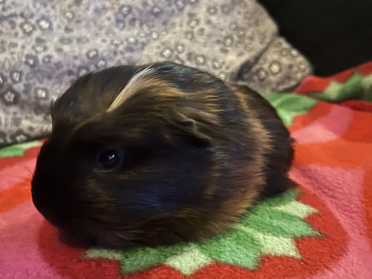 Billede 6 - Marsvin, han