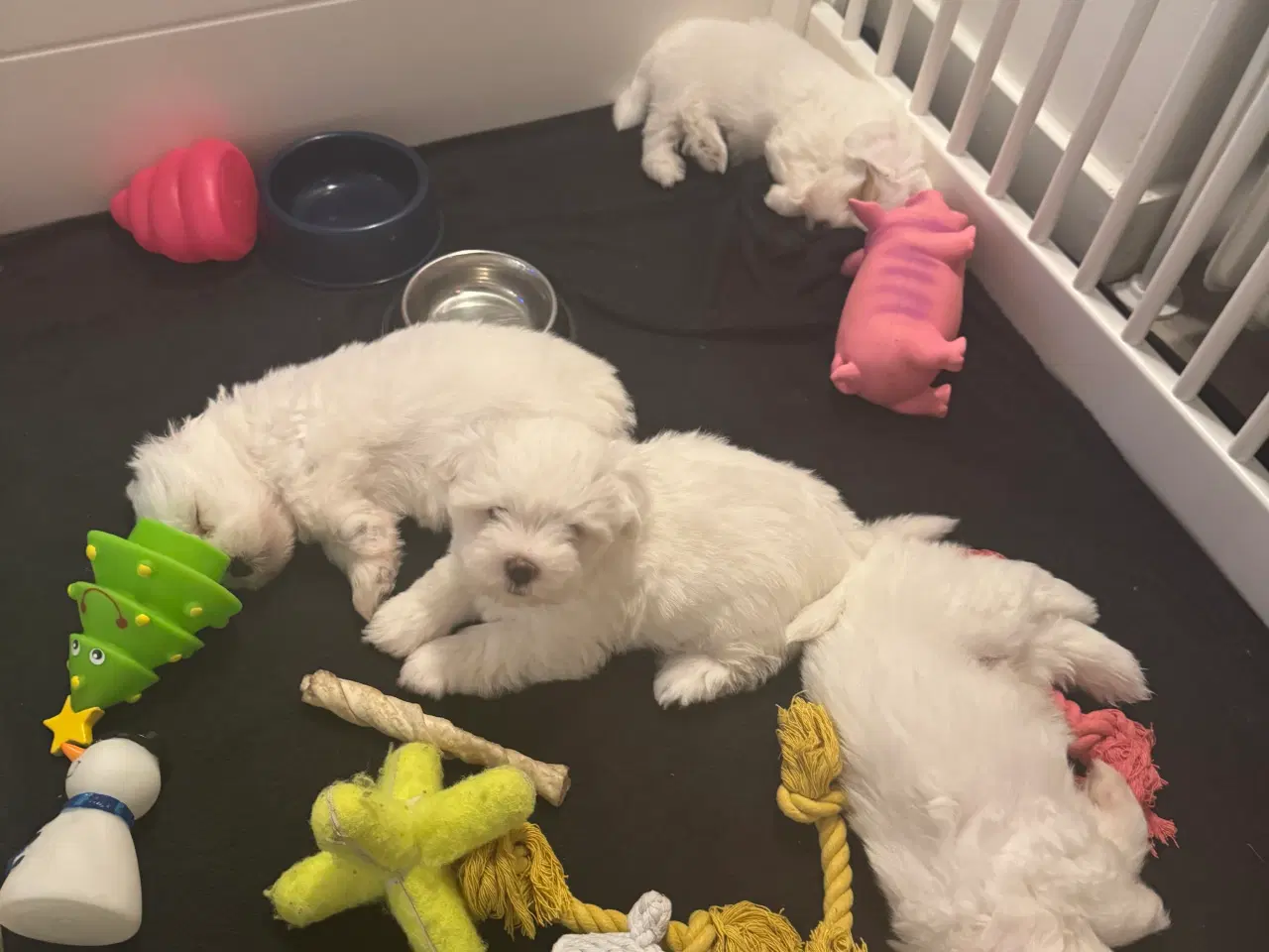 Billede 5 - Ægte lille bomulds tot ( coton de tulear ) 