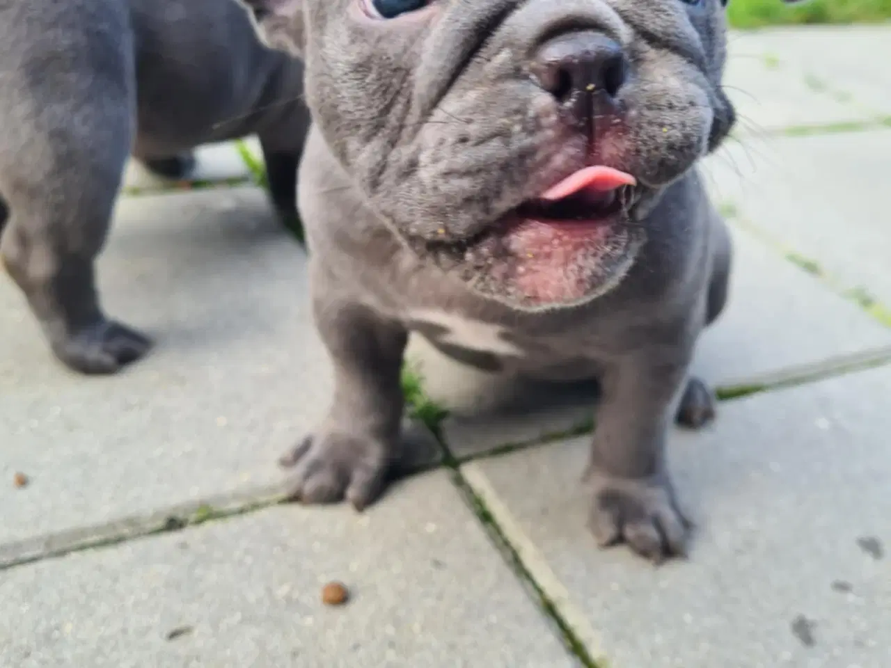 Billede 11 - American bully 