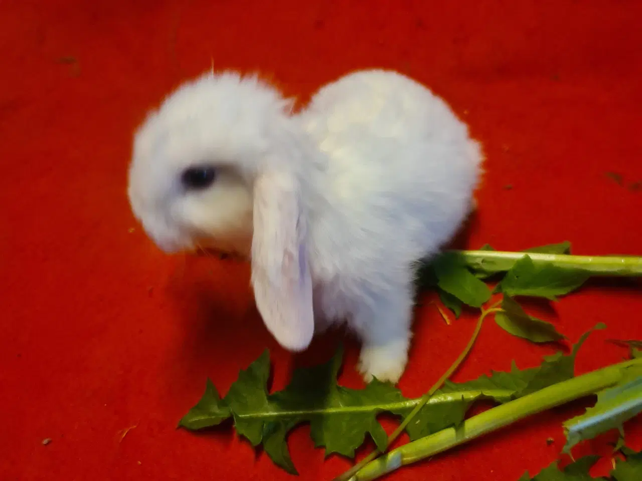 Billede 16 - Mini Lop Kaninunger 