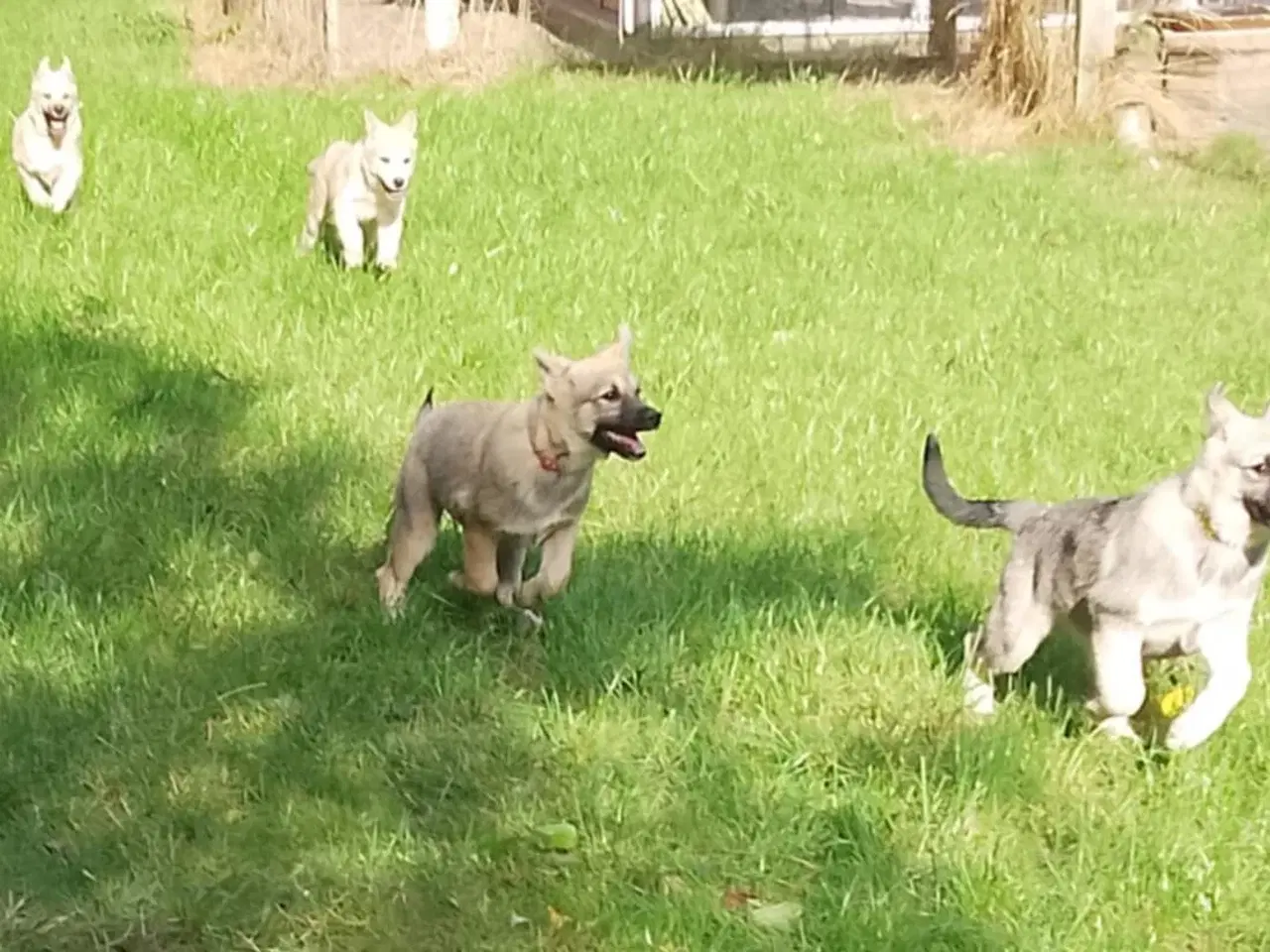 Billede 11 - Husky blandinger 