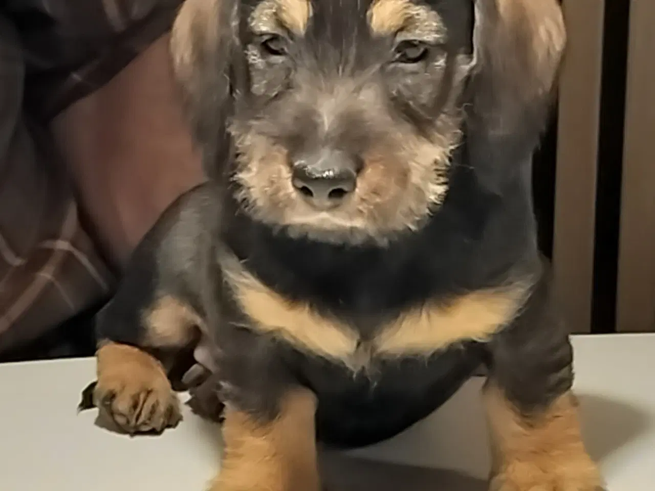 Billede 1 - Ruhåret gravhund