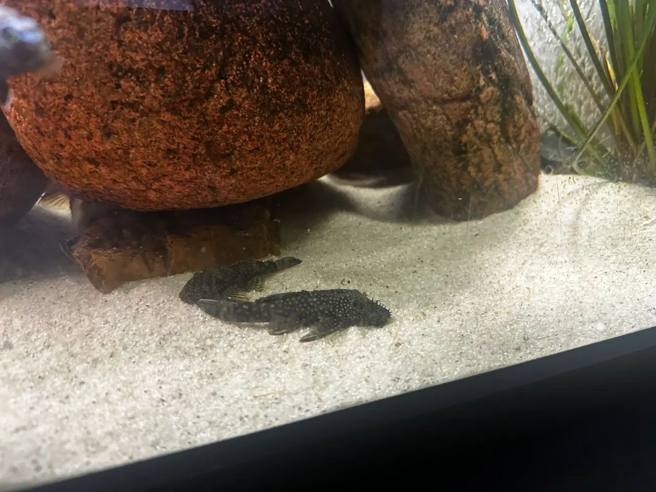 Billede 5 - Malawi og andet