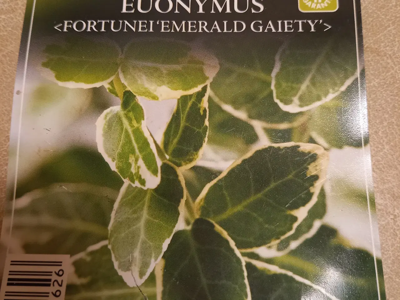 Billede 3 - Benved Emerald Gaiety - stedsegrønne buske