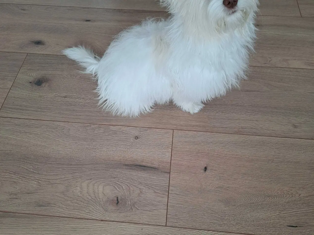 Billede 1 - Bichon havanaise Hundehvalp