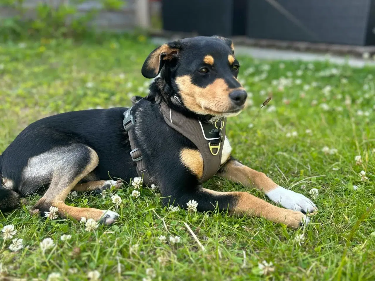 Billede 7 - Søde Charlie til omplacering