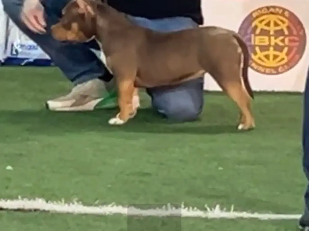 Billede 2 - American Bully