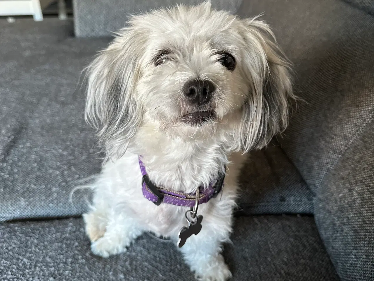 Billede 5 - Malteaser/pekingeser tæve Daisy sælges