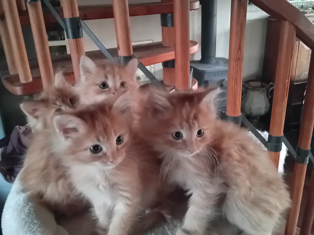 Billede 4 - Maincoon/Norsk Skovkat 