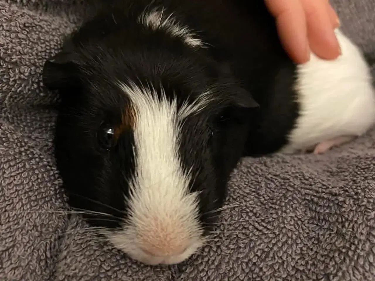 Billede 2 - Marsvineunger, 2 hanner