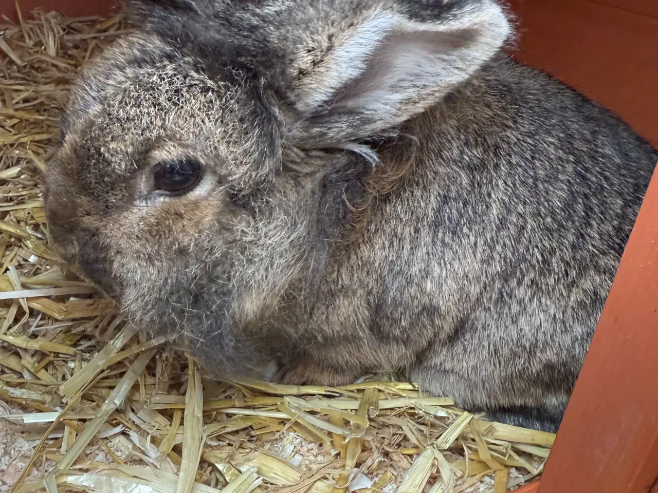 Billede 3 - To løvehoved kaniner søger nyt hjem