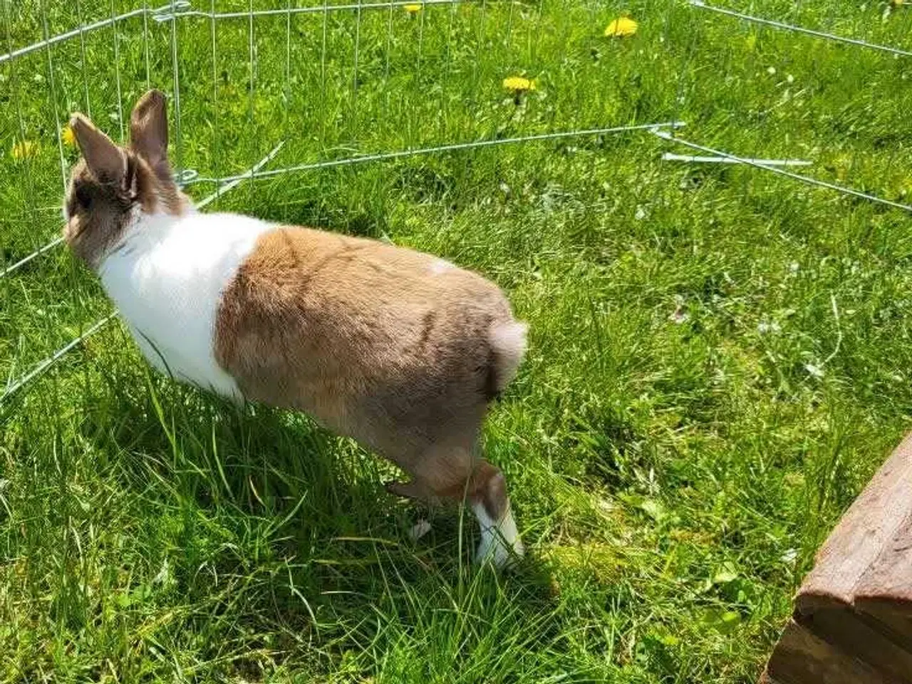 Billede 3 - Uffe ✅klar til adoption♂️