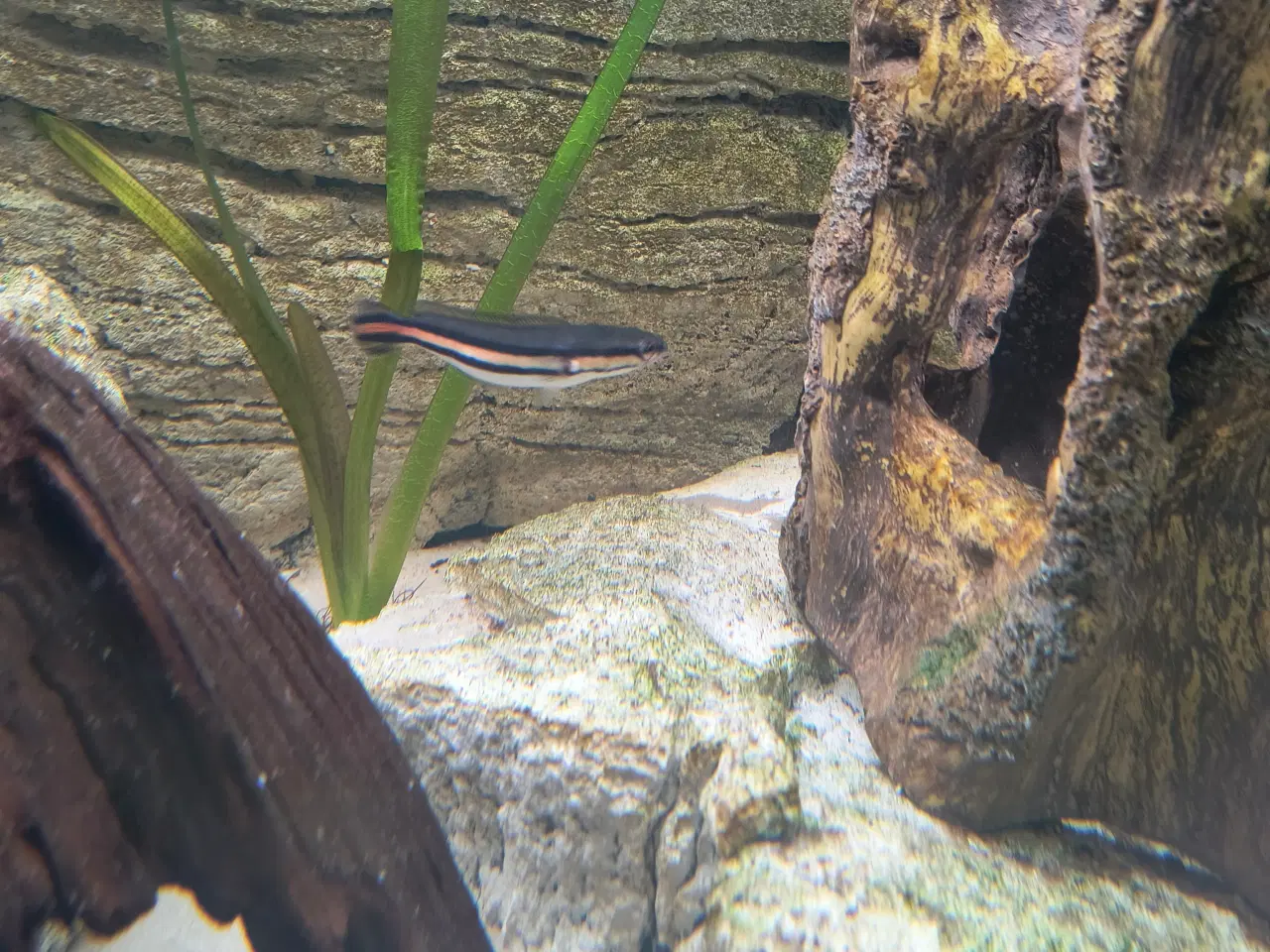 Billede 1 - Red snakehead 