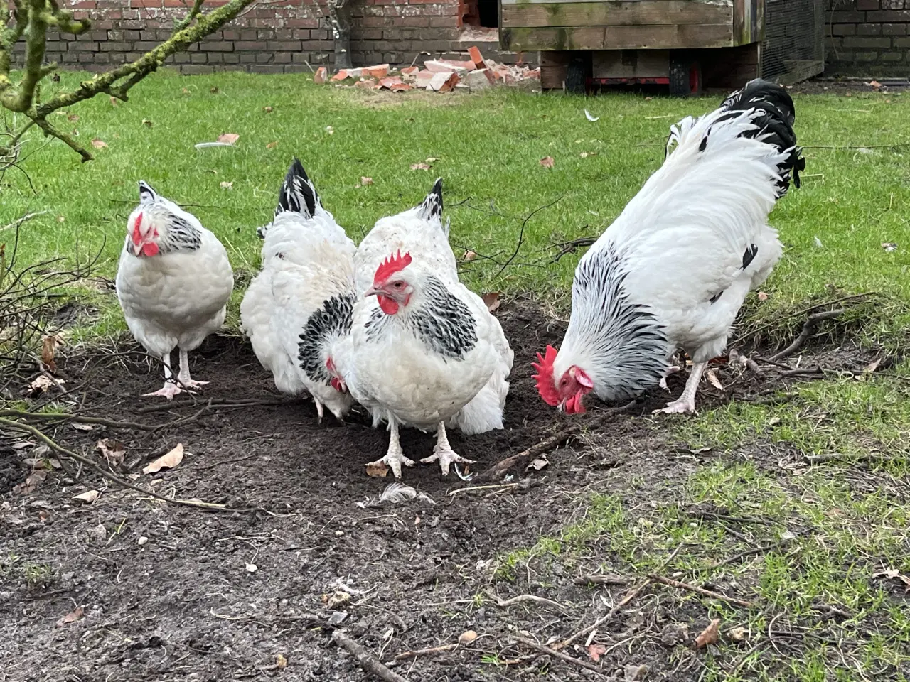 Billede 7 - Rugeæg fra racehøns 