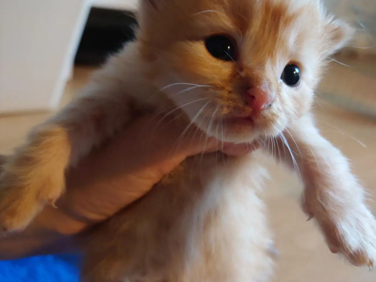 Billede 10 - Maine coon killing Far med tavle