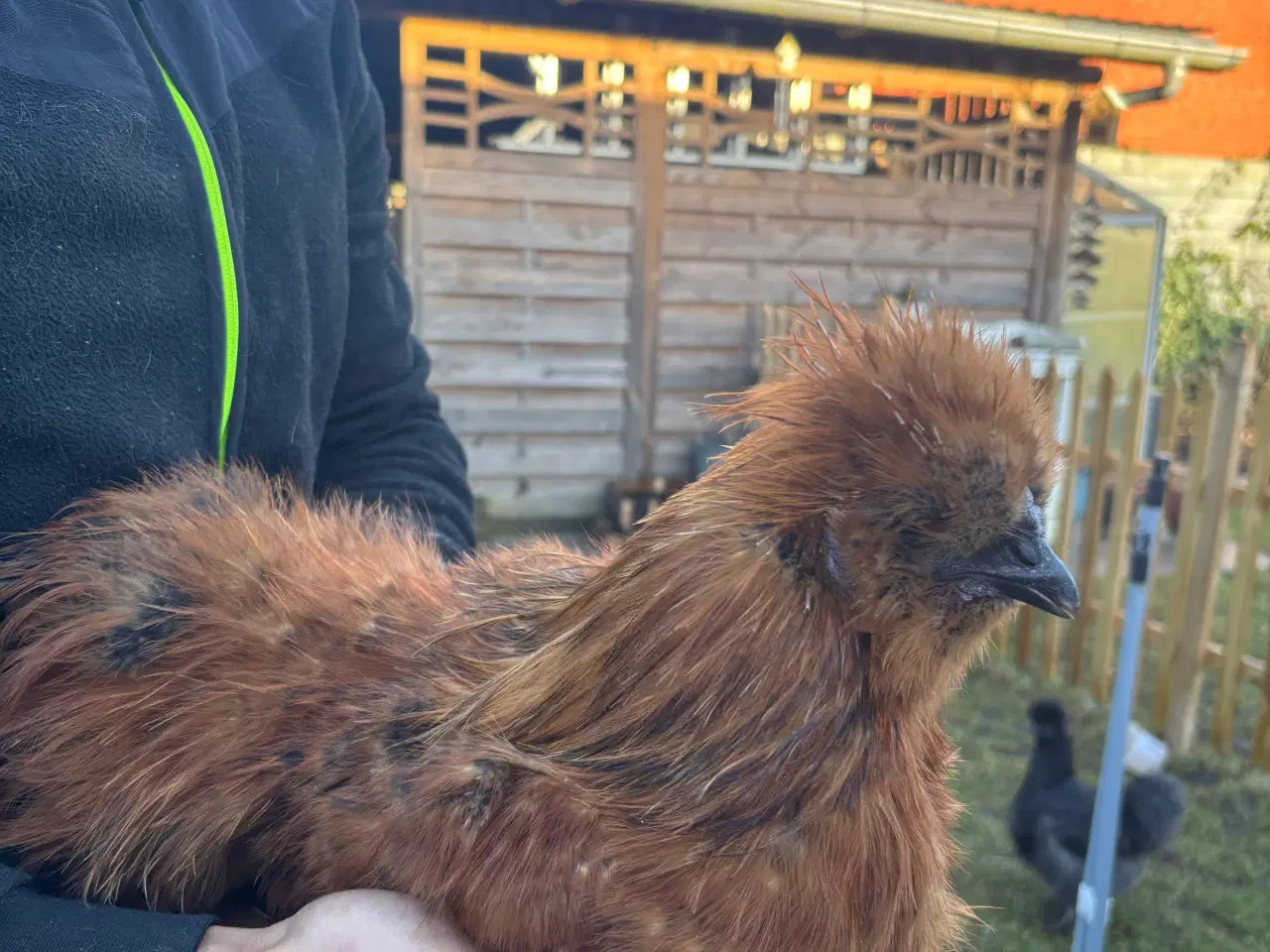 Billede 2 - 2 haner - gratis