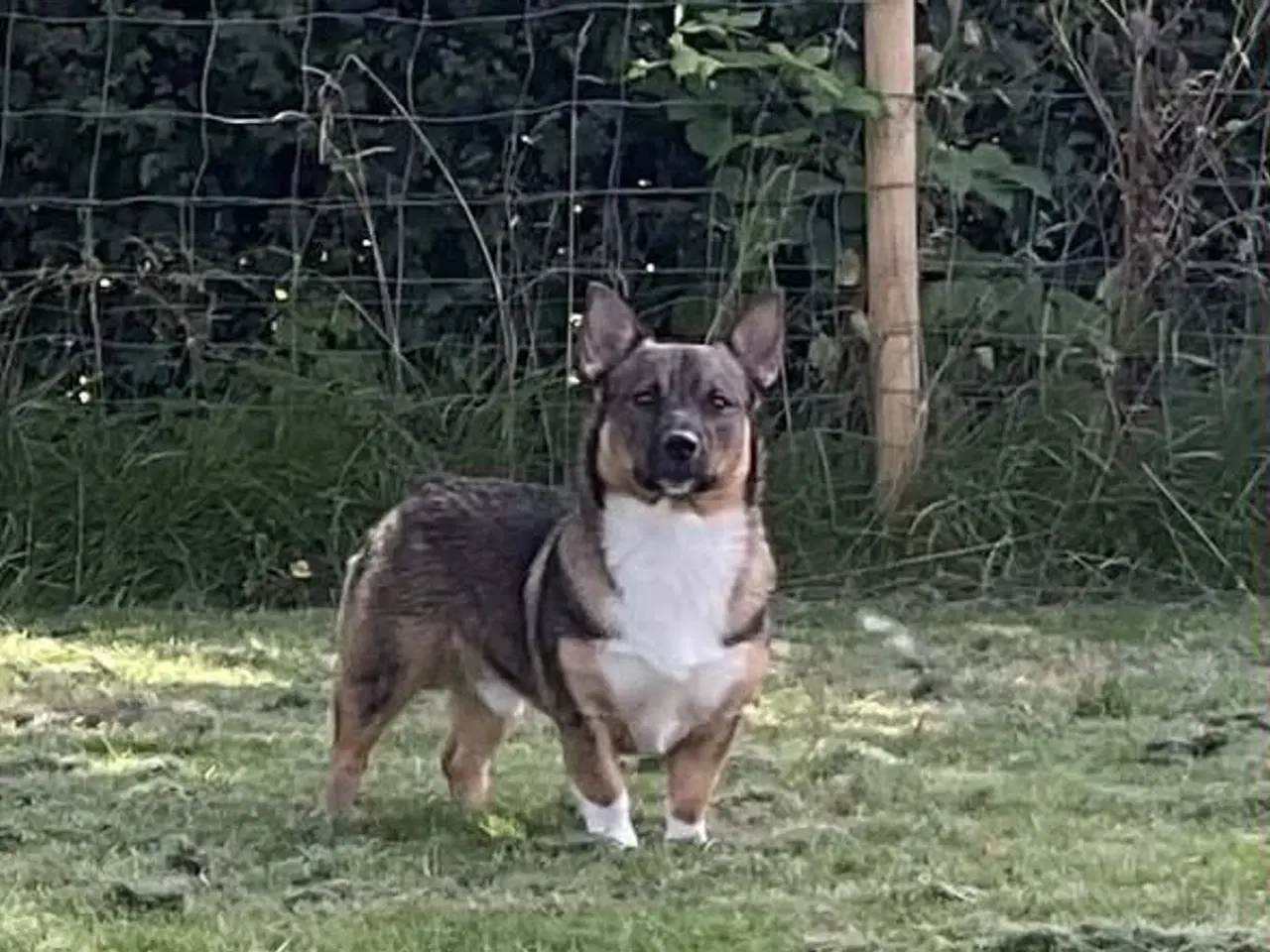 Billede 4 - Västgötaspids, Svensk Vallhund