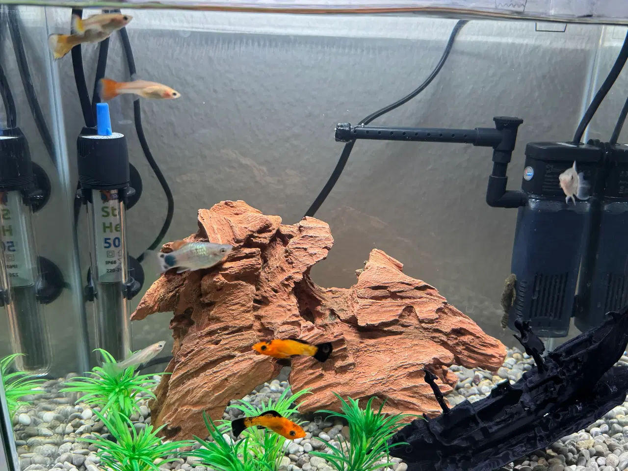 Billede 10 - Akvarie med fisk