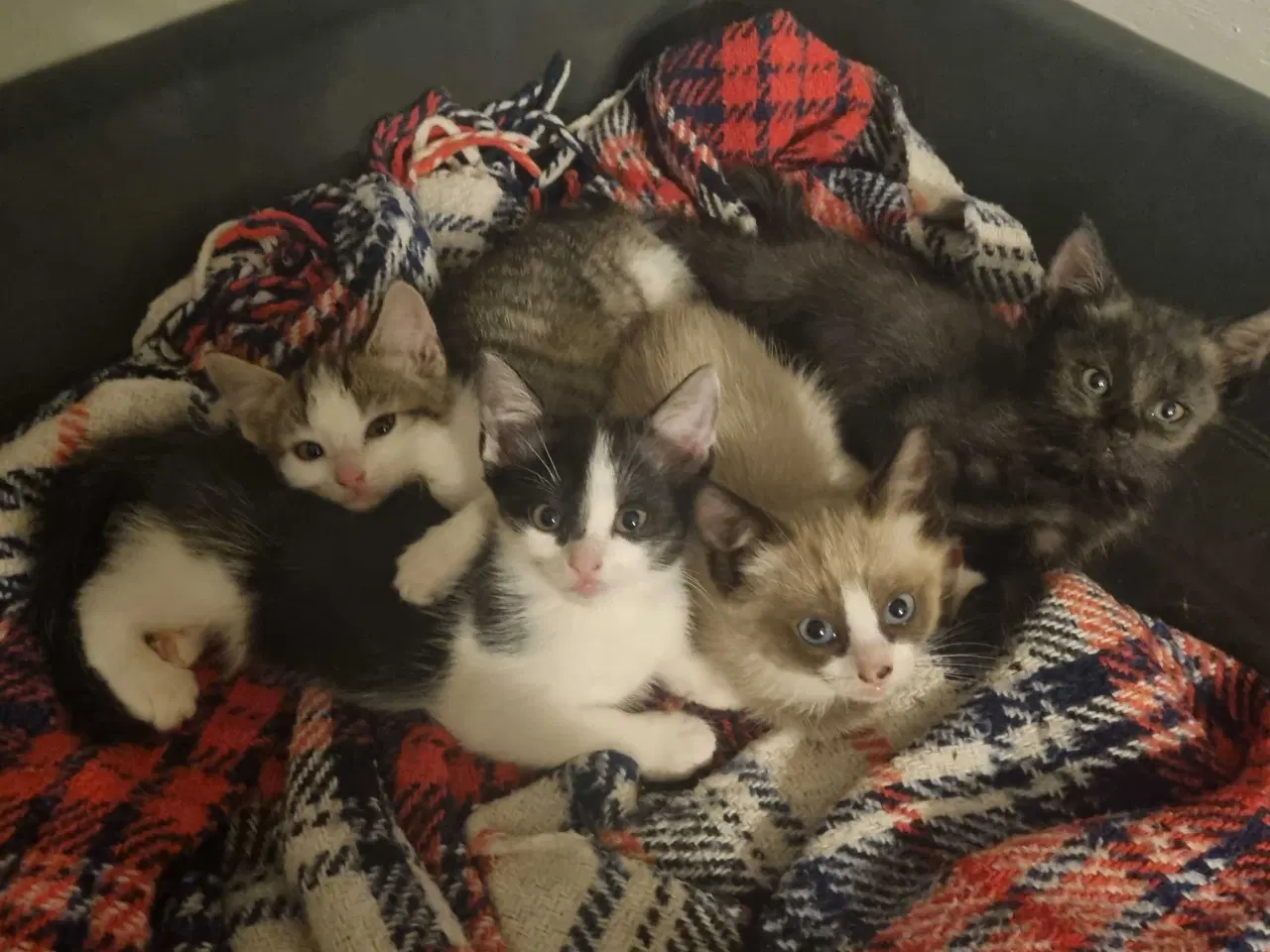 Billede 1 - Søde.killinger til salg