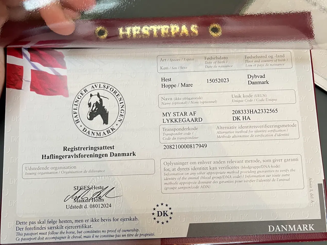 Billede 6 - Utrolig smuk 1 års haflinger hoppe. 