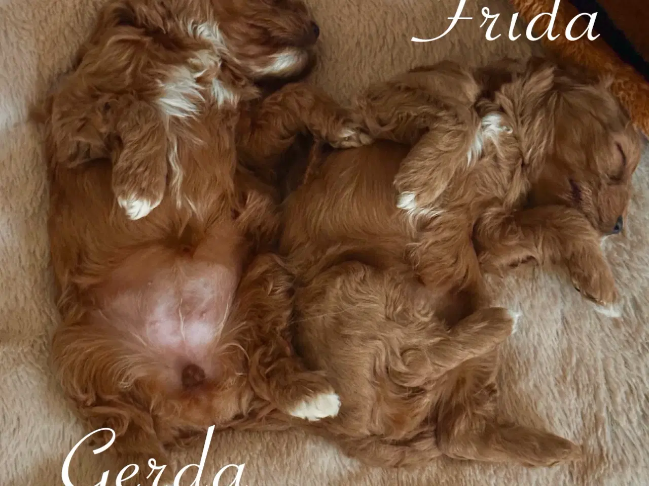 Billede 5 - Cavapoo (Cavalier + toypuddel)