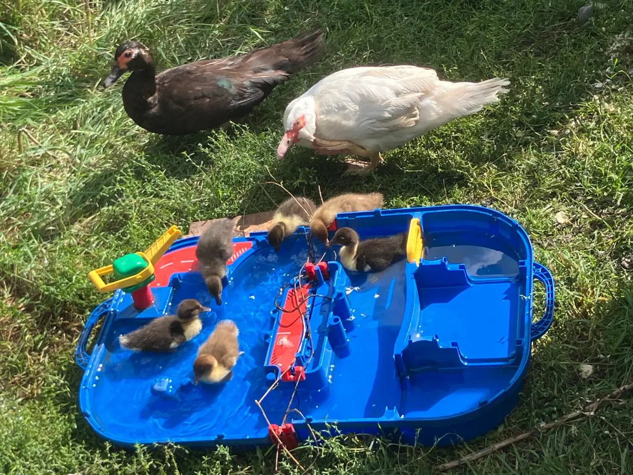 Billede 3 - Moskusællinger med mor