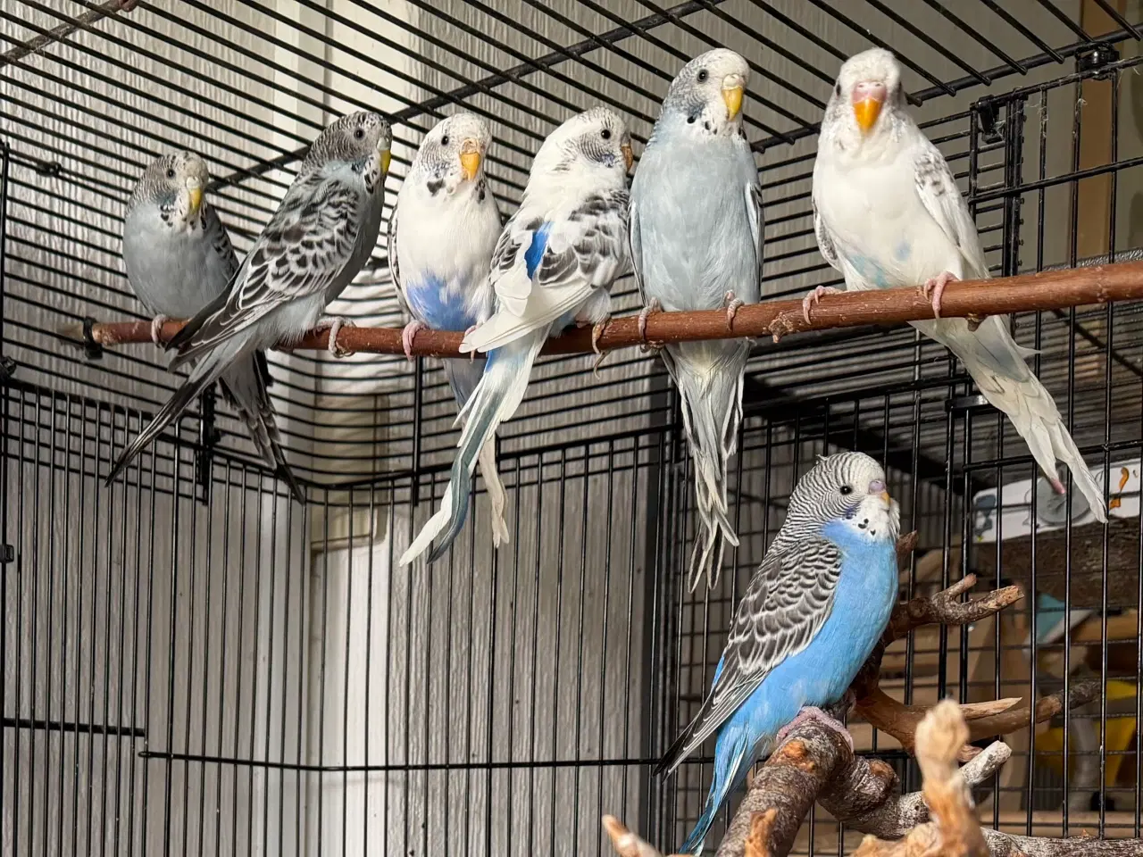 Billede 1 - Australske undulat unger