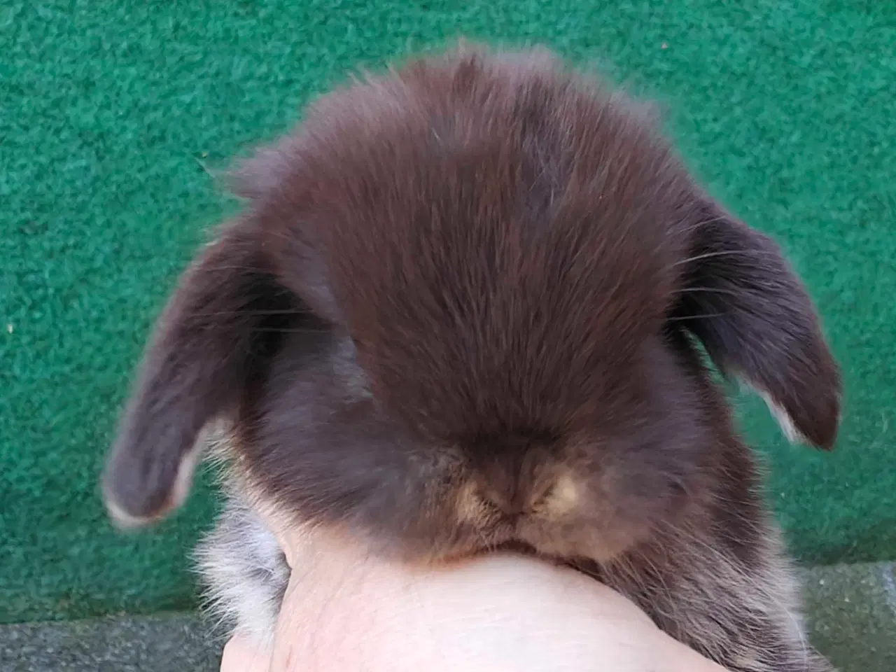 Billede 6 - Minilop hununge