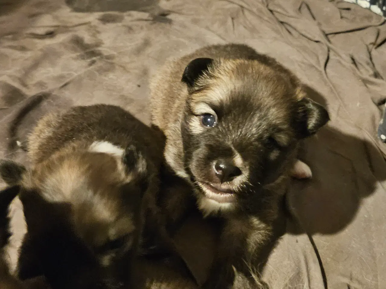 Billede 1 - Islandsk fårehunde hvalpe