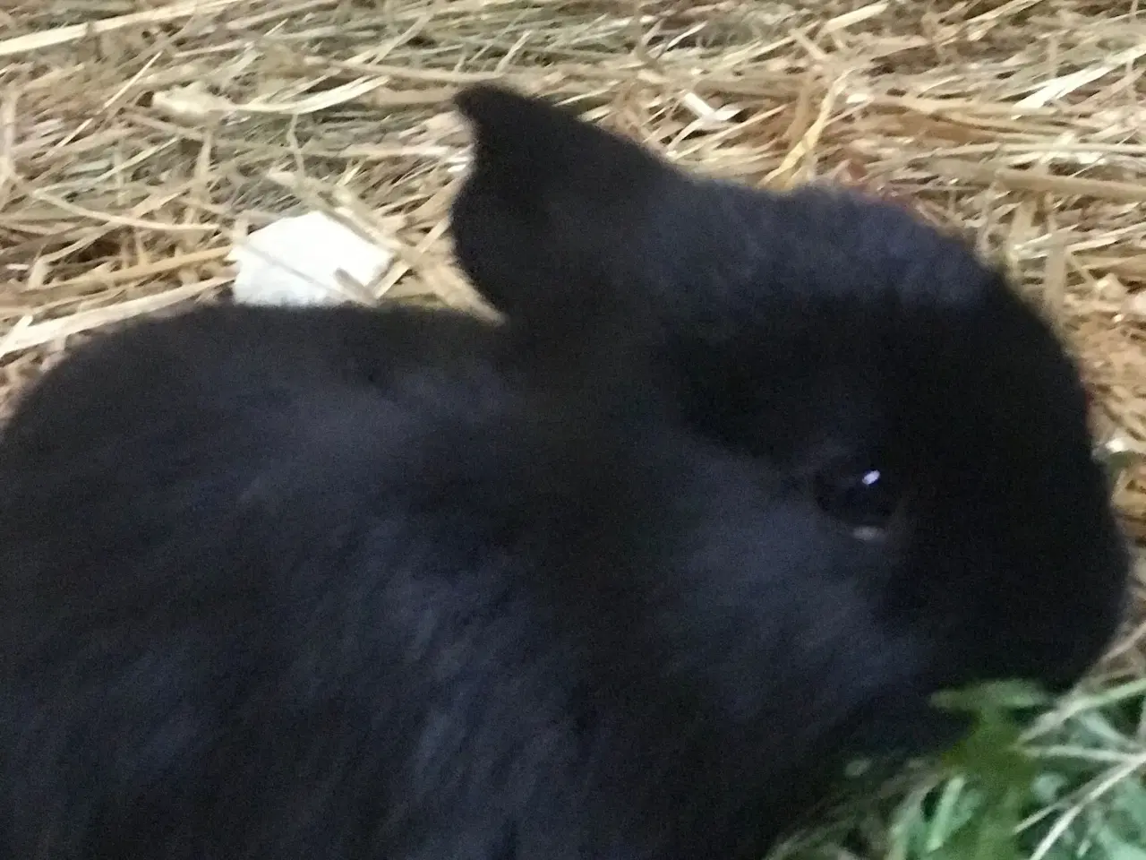 Billede 9 - Kanin unger