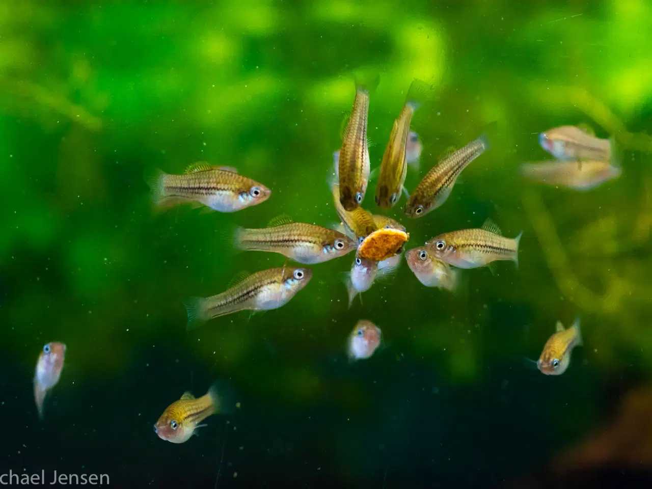 Billede 5 - Xiphophorus nezahualcoyotl - Nezzie Sværddrager - 