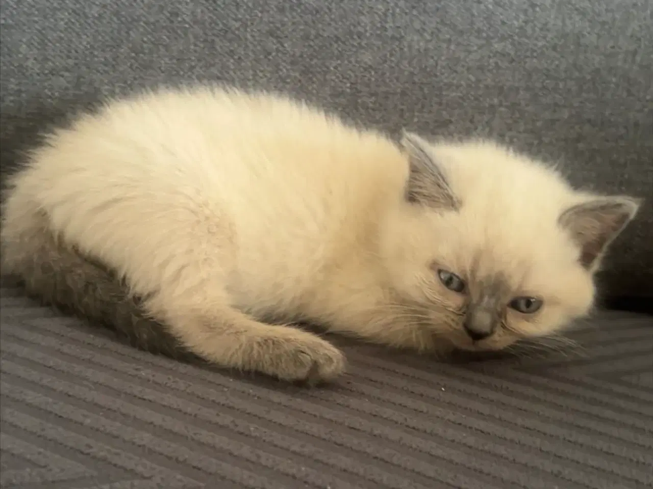 Billede 7 - Søde kat ragdoll til salg