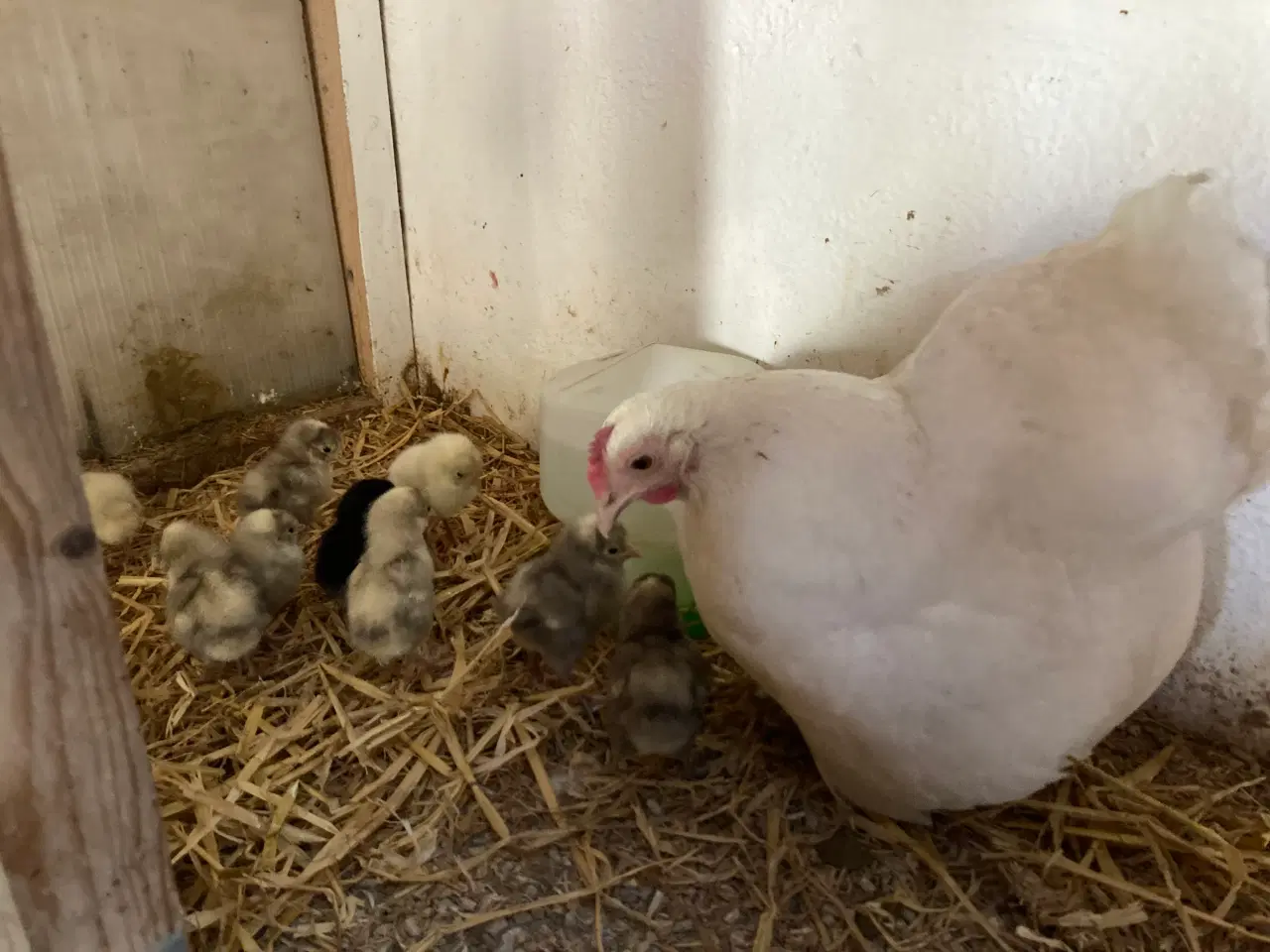 Billede 4 - Rugeæg af følgende dværghøns kan samles mod bestil