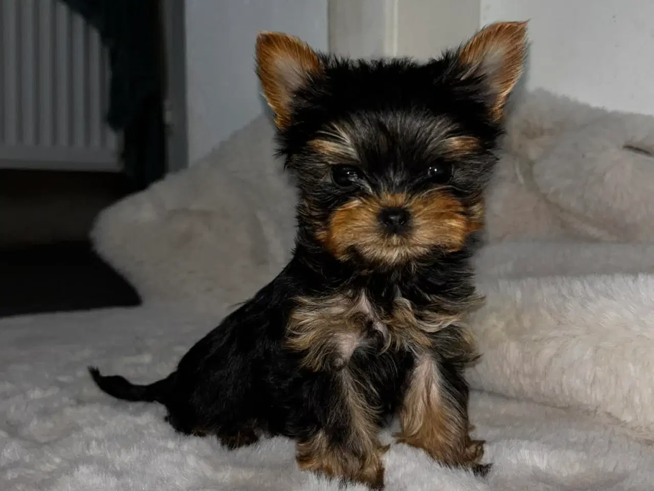 Billede 1 - Mini Yorkshire terrier girl