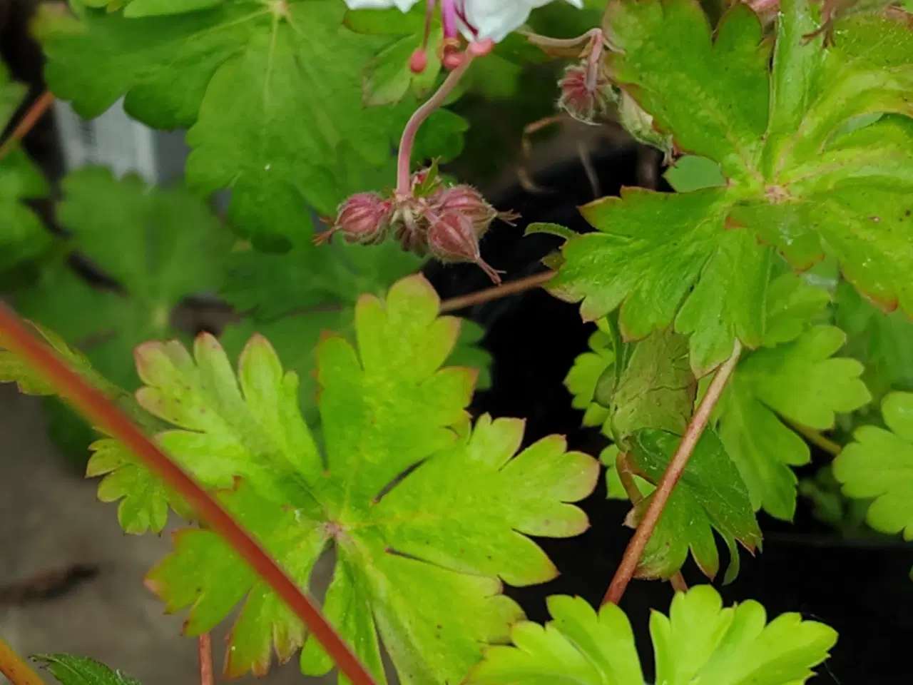 Billede 2 - Geranium / Storkenæb 