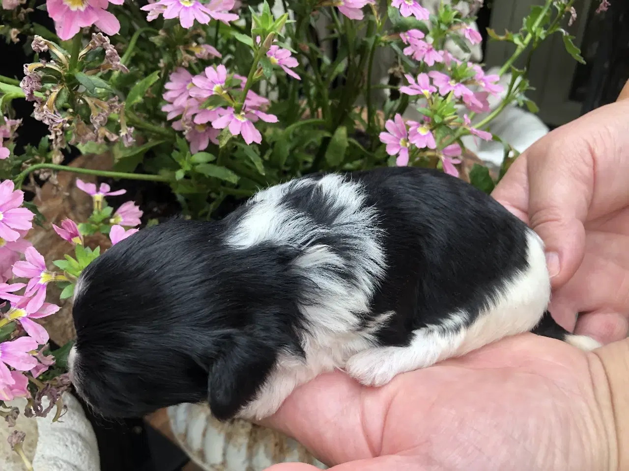 Billede 6 - Lhasa Doodle hvalpe
