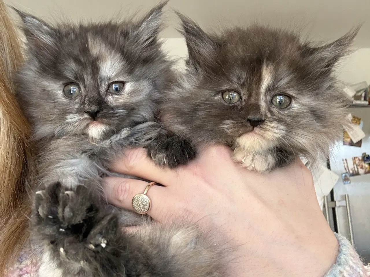 Billede 1 - Langhåret killinger 