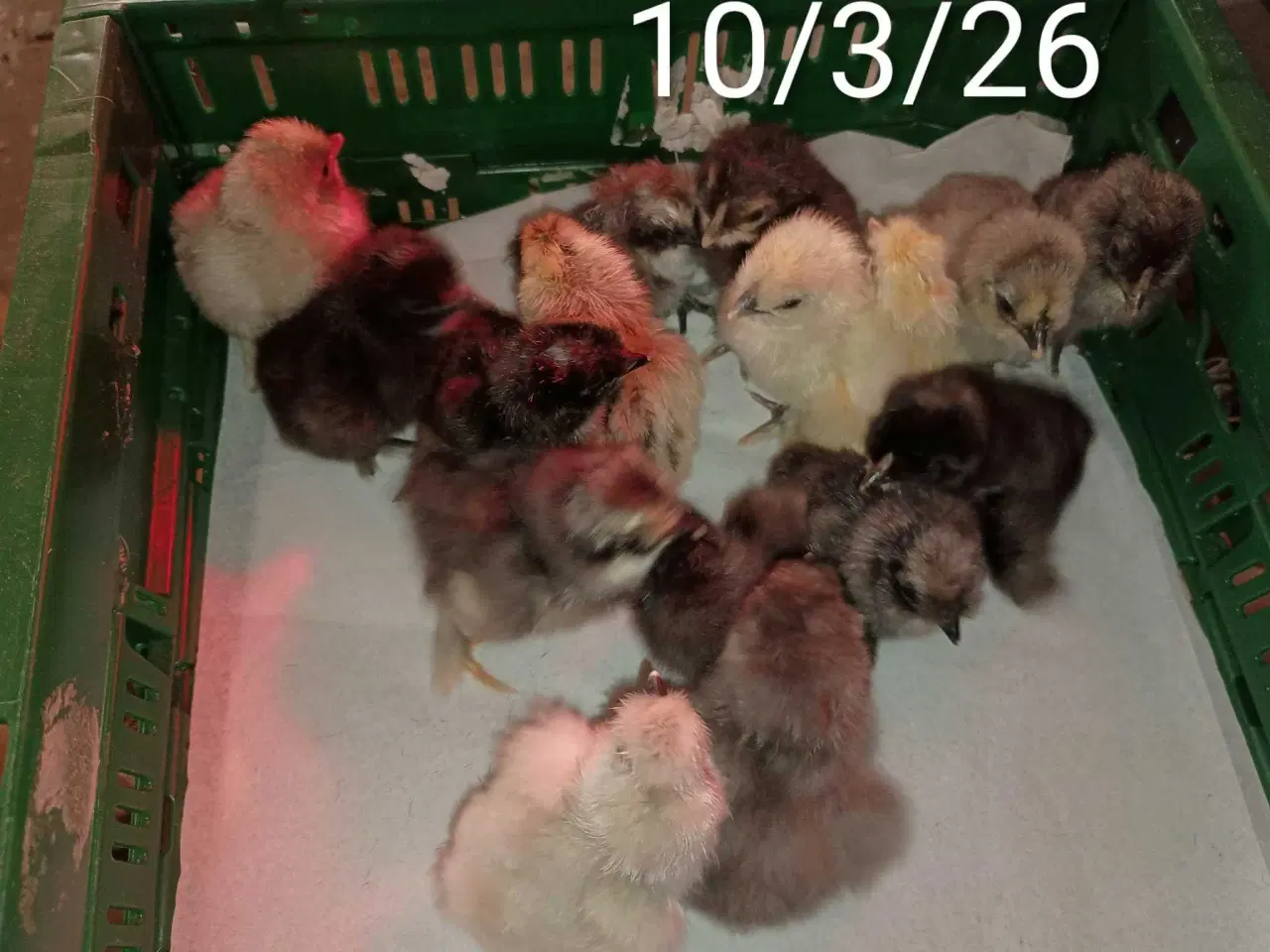 Billede 5 - Dværge silkehøns rugeæg  