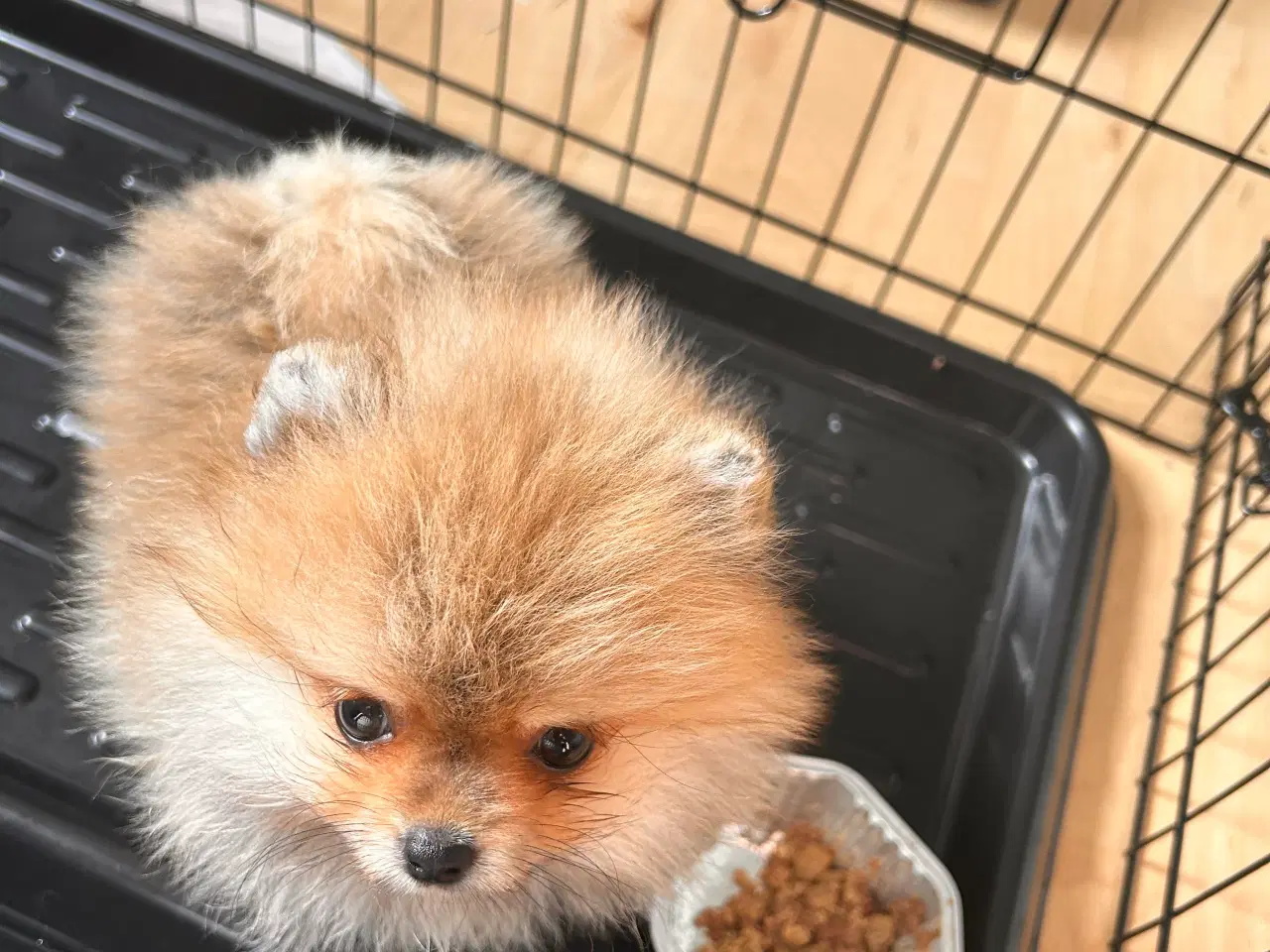 Billede 2 - Pomeranian hvalpe