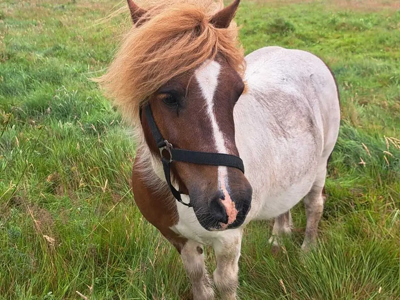 Billede 2 - Shetlandspony 