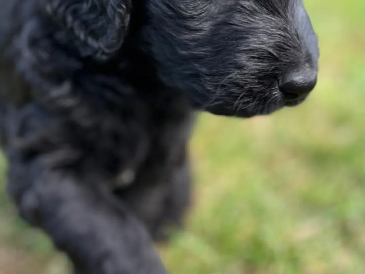 Billede 6 - Bernedoodle / berne doodle 