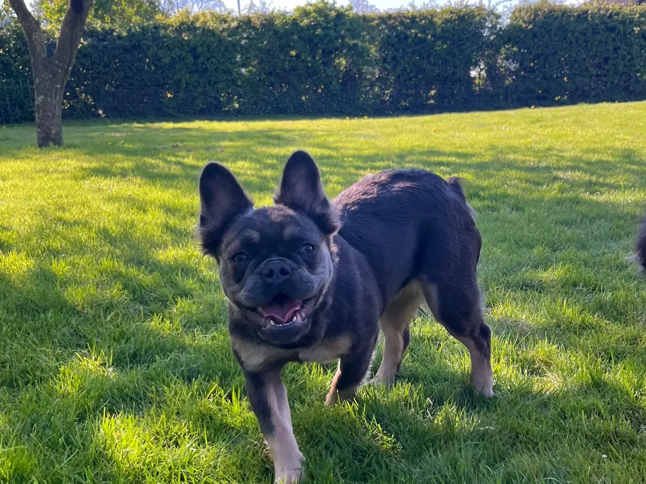 Billede 3 - Fluffy fransk bulldog