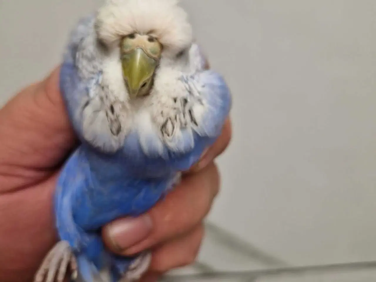 Billede 6 - Engelsk undulat hunner