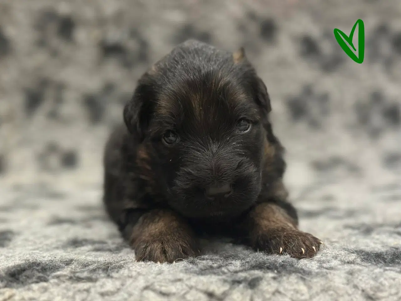 Billede 6 - Langhåret schæferhunde hvalpe