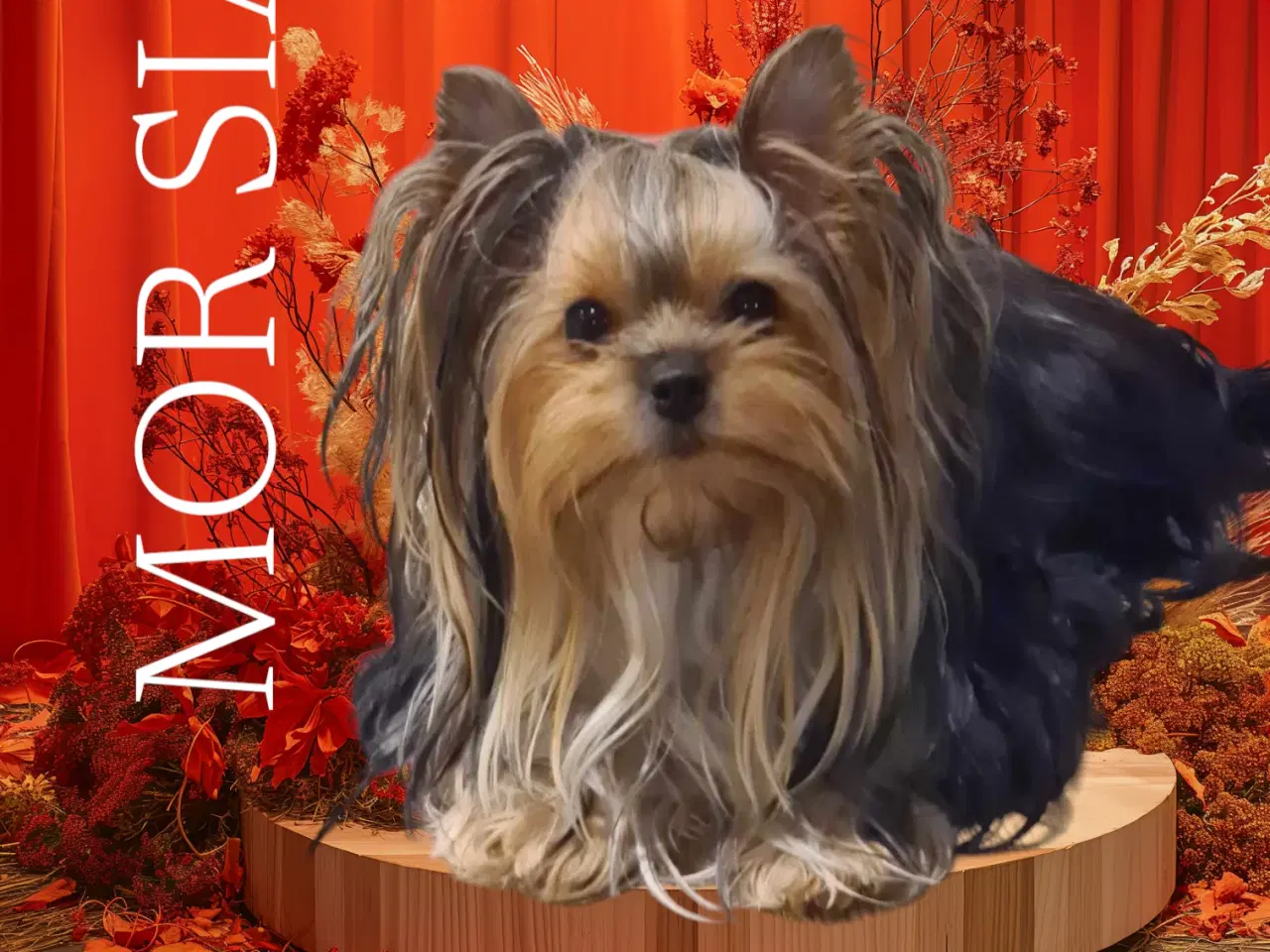 Billede 5 - Meget må Yorkshire Terrier hvalpe