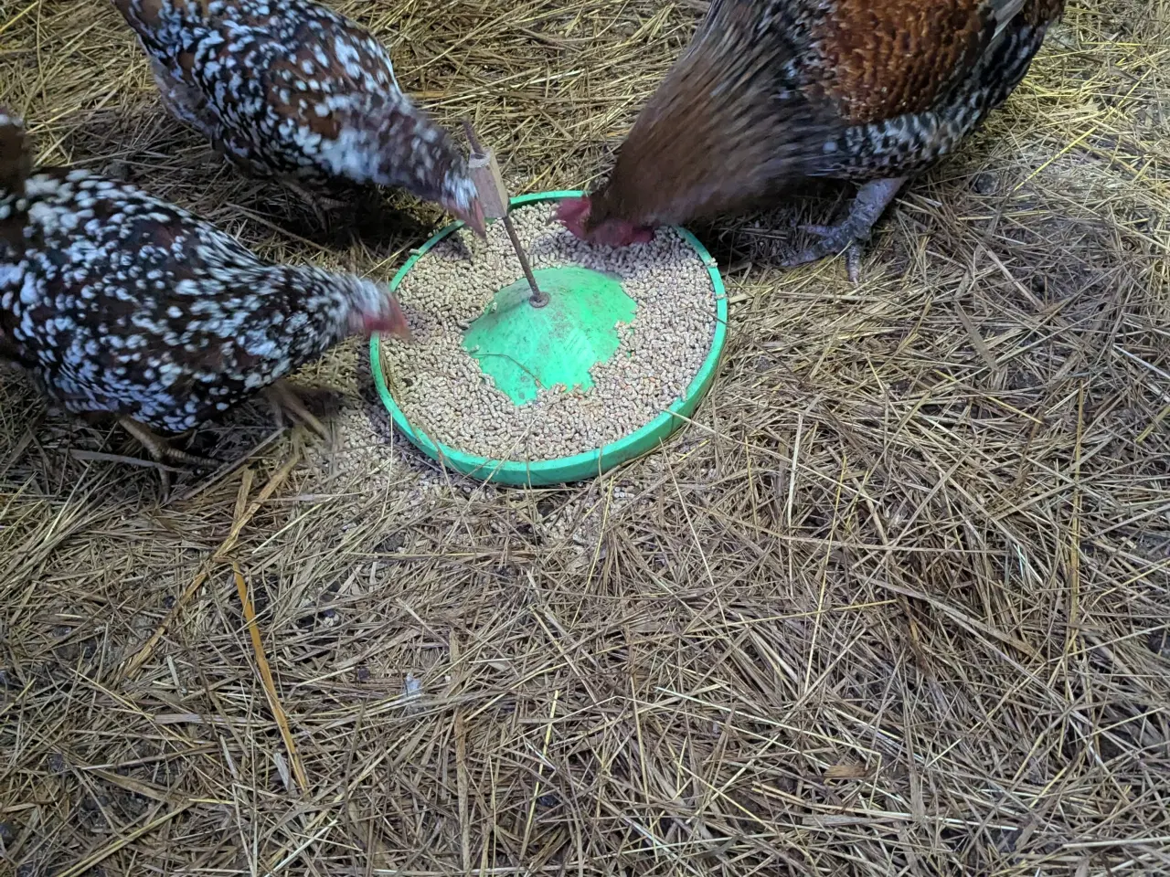 Billede 2 - 1,2 Dværg høns 