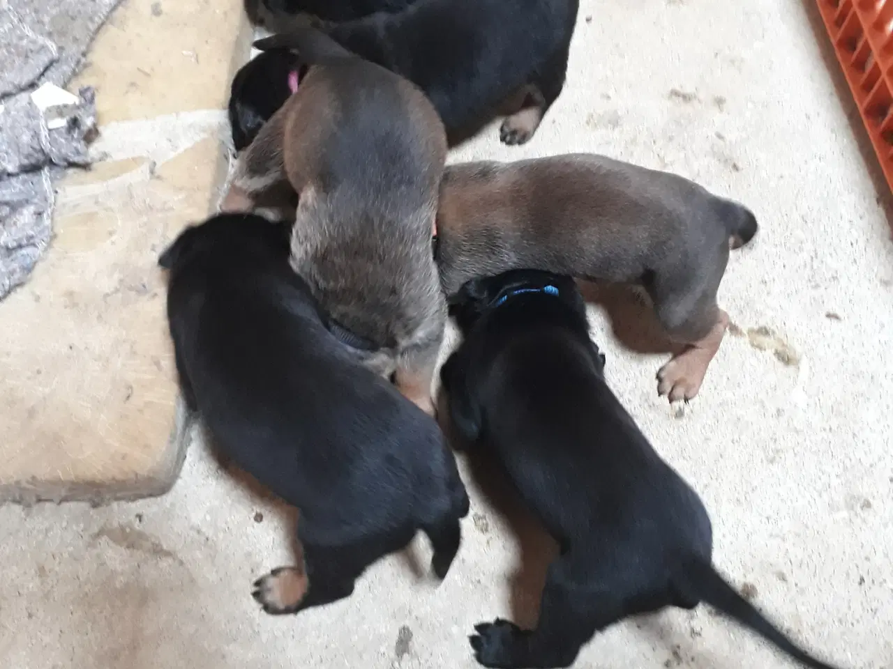 Billede 3 - Hvalpe. Søger ny hjem. Cane Corso / Rottweiler
