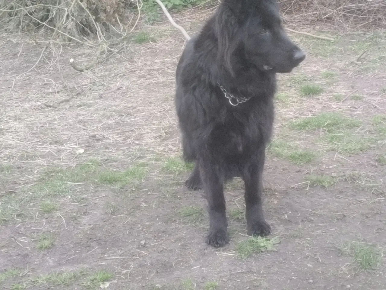 Billede 4 - Schæfer hvalp langhår sort