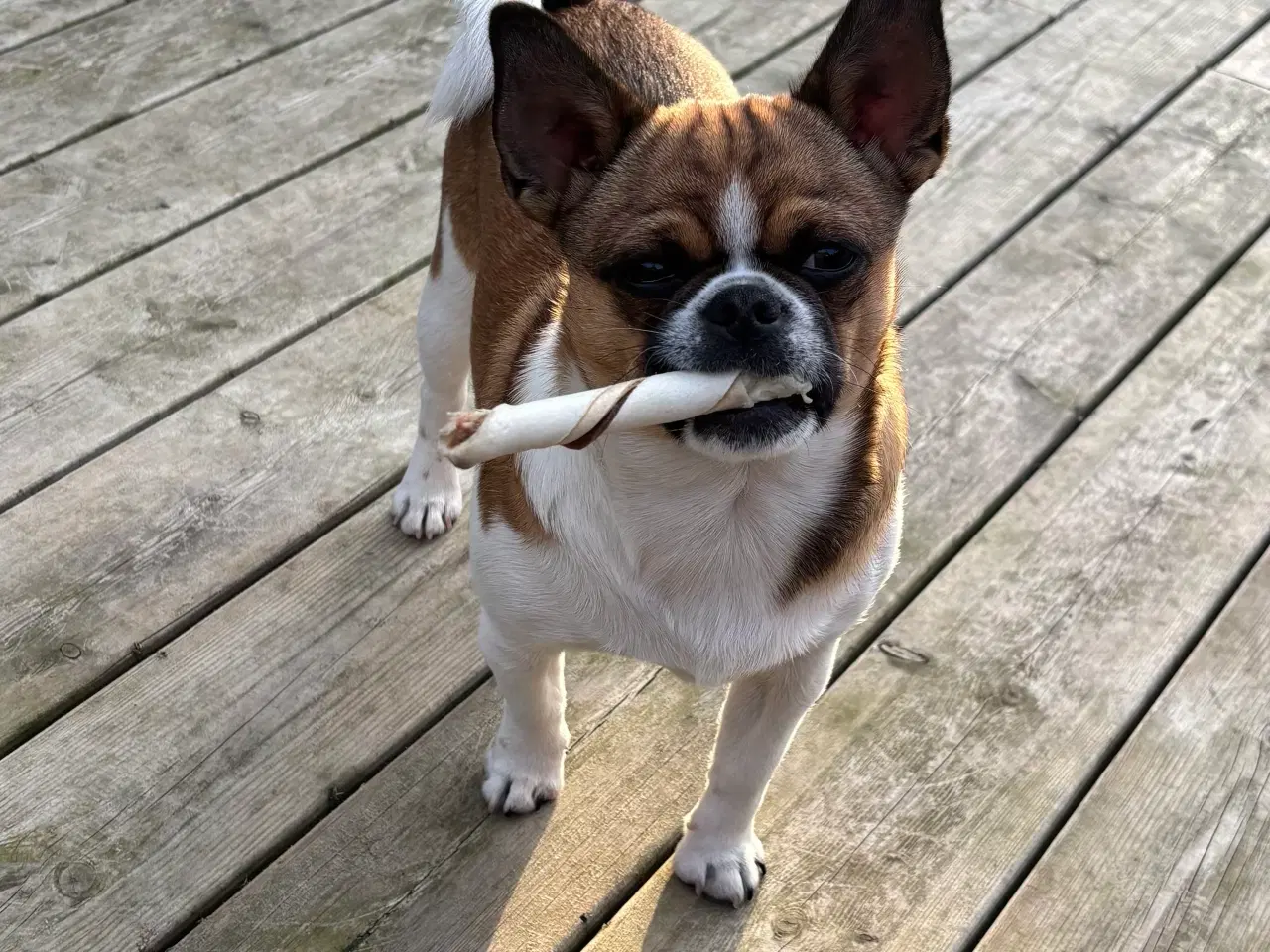 Billede 10 - Dejlig hanhund tilbydes til avl. 